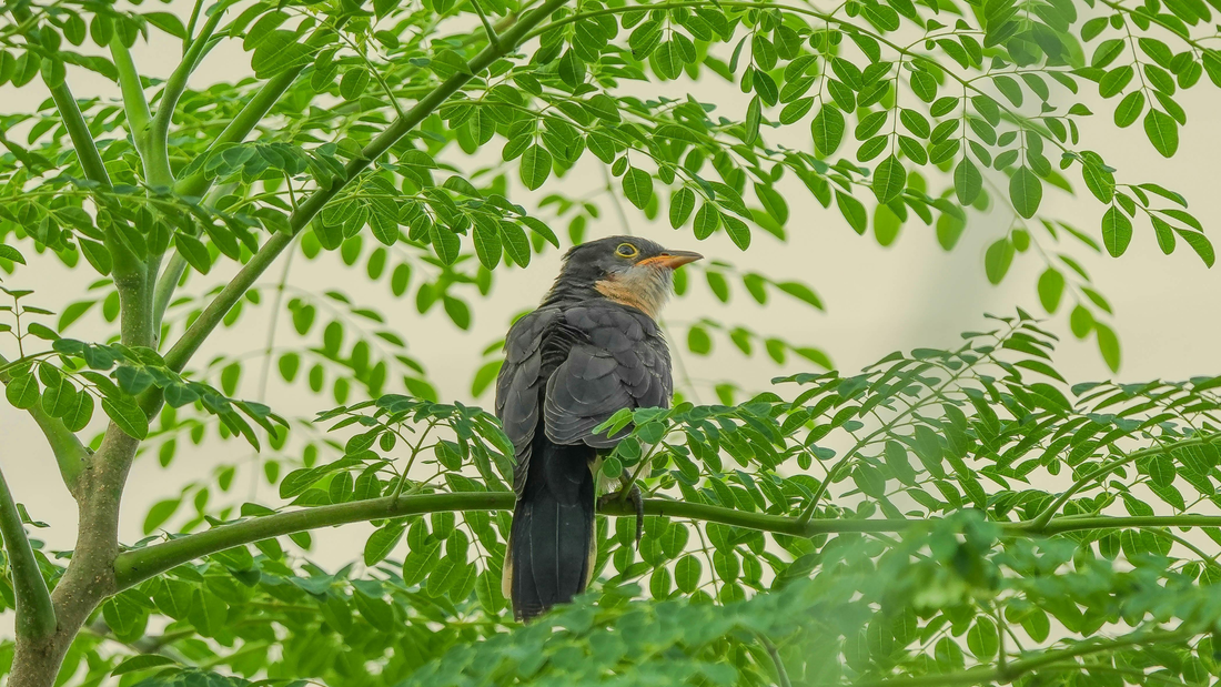 Les bienfaits du Moringa pour votre énergie au quotidien